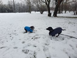 Törpe tacskó és boston terrier melegen öltözve jászanak a hóban.
