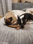 Mopsz vendégünk és a boston terrier kutyánk együtt rágják a kávéfa botot.