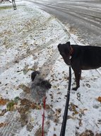 Angol agár kutya és társa havas környezetben télen.