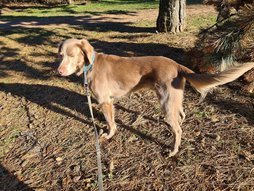 Hosszúszőrű Weimari vizsla áll egy Budapesti parkban.