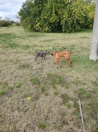 A magyar vizsla játékra készül a francia bulldog kutyussal a Daru dombon.
