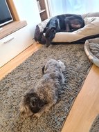 Angol agár kutyus pihen a fekhelyben, a társa pedig a szőnyegen.