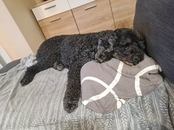 Lagotto romagnolo fekszik a kanapén.