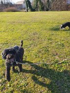 Lagotto romagnolo és a boston terrier kutya labdáznak.