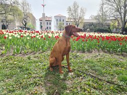 Magyar vizsla ül a Csepeli szent imre téri tulipán kert előtt.