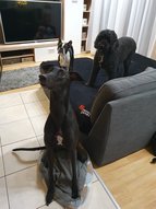 Lagotto romagnolo, boston terrier és angol agár figyelnek a kutya szitterre.