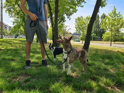Francia bulldog skót juhászkutya keverék kutya várja a labdáját.