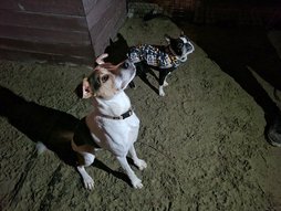 Kutyusok este a kutya futtatóban.