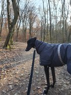 Angol agár kabátban áll a Budaörs és Budakeszi között elterülő erdőben.