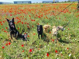 Kutyás csoportkép a pipacs mezőn (német juhászkutya, boston terrier, mudi mix, törpe uszkár, whippet) Szigetszentmiklós környékén.