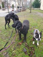 Lagotto romagnolo, boston terrier és angol agár a városi sétán.
