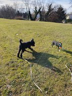 Lagotto romagnolo és a boston terrier kutya labdáznak.