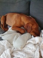 Német vizsla alszik a kanapén.