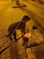 Olasz vizikutya és tacskó esti városi sétájukon.