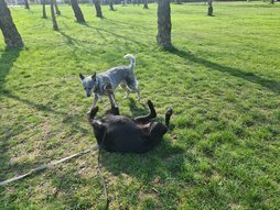 Óriás schnauzer keverék kutya próbálja játékra hívni az Ausztrál pásztorkutya (Cattle Dog) társát.