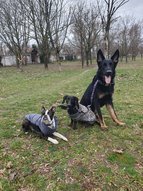 Boston terrierünk és a német juhászkutyánk tacskó vendégünkkel egy Csepeli parkban.