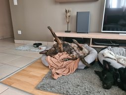 Agár keverék kutya fetreng a kutya fekhelyen.