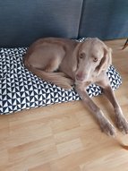 Hosszúszőrű Weimari vizsla fekszik a kutya fekhelyben.